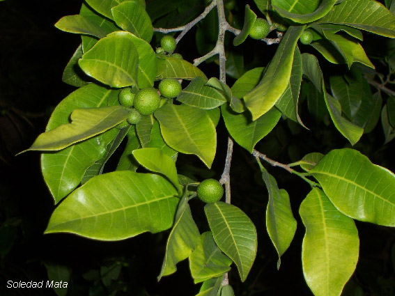 معرفی و راهنمای پرورش درختان میوه - آجیل نان